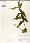 000060638-thumbnail.jpg
