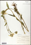 000060662-thumbnail.jpg