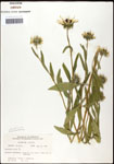 000060666-thumbnail.jpg