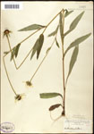 000060671-thumbnail.jpg