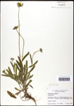 000060675-thumbnail.jpg