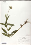 000060681-thumbnail.jpg