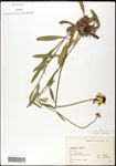 000060682-thumbnail.jpg