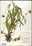 000060733-thumbnail.jpg