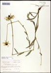 Rudbeckia