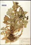 000060771-thumbnail.jpg