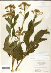 000060775-thumbnail.jpg