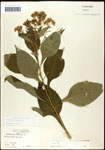 000060776-thumbnail.jpg