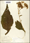 Verbesina