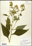 000060781-thumbnail.jpg