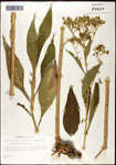 000060784-thumbnail.jpg