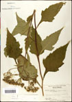 000060794-thumbnail.jpg