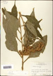 000060795-thumbnail.jpg