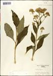000060796-thumbnail.jpg
