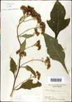 000060797-thumbnail.jpg