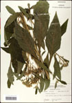 000060799-thumbnail.jpg