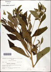 000060800-thumbnail.jpg