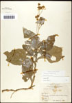 000060805-thumbnail.jpg
