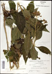 000060806-thumbnail.jpg