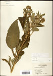 000060807-thumbnail.jpg