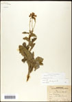 000060810-thumbnail.jpg