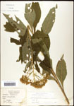 000060811-thumbnail.jpg