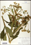 000060812-thumbnail.jpg