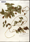 000060857-thumbnail.jpg