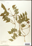 000060859-thumbnail.jpg
