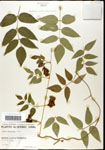 000060861-thumbnail.jpg