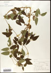 000060863-thumbnail.jpg