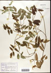000060864-thumbnail.jpg