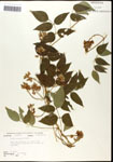 000060865-thumbnail.jpg