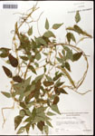 000060866-thumbnail.jpg
