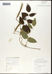 000060868-thumbnail.jpg