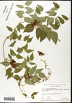 000060870-thumbnail.jpg