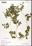 000060871-thumbnail.jpg