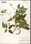 000060872-thumbnail.jpg
