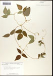 000060874-thumbnail.jpg