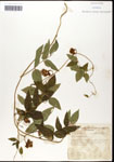 000060875-thumbnail.jpg