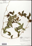 000060876-thumbnail.jpg
