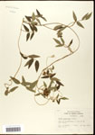 000060883-thumbnail.jpg