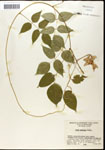 000060884-thumbnail.jpg