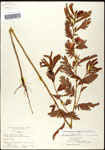 000060887-thumbnail.jpg