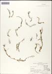 000060890-thumbnail.jpg