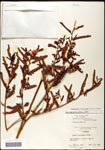 000060904-thumbnail.jpg
