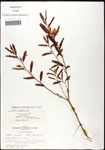 000060905-thumbnail.jpg