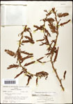 000060909-thumbnail.jpg