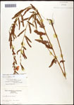 000060911-thumbnail.jpg