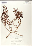 000060914-thumbnail.jpg